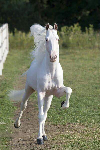 Tennessee Walking Horse